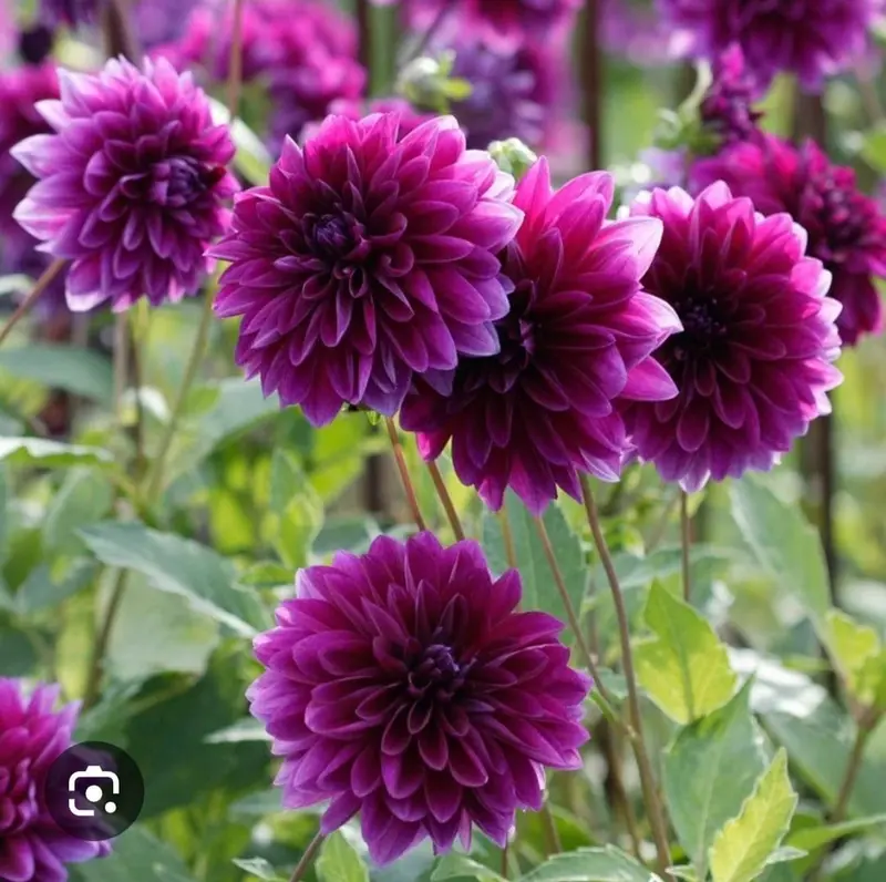 Purple Dahlias In Full Bloom