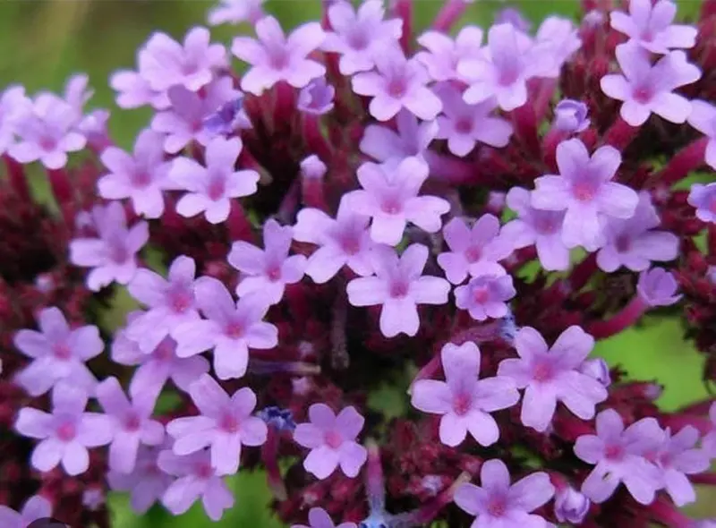 Purple Flower Cluster Closeup