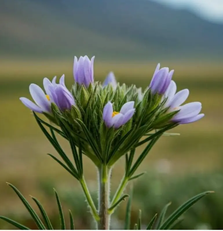 Purple Flower In Nature