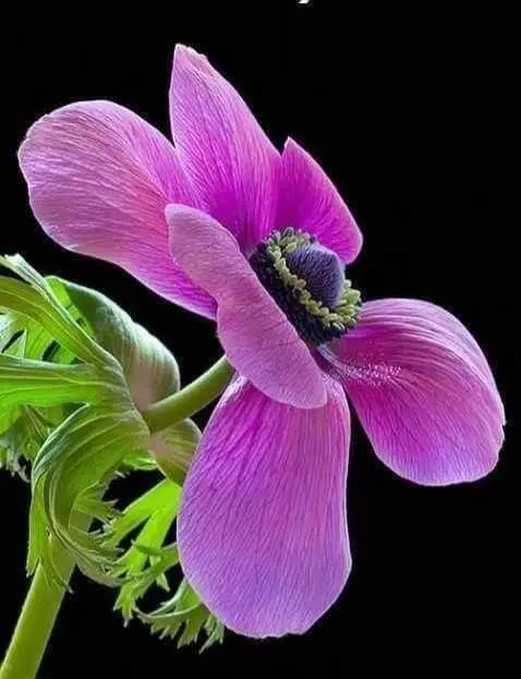 Purple Flower With Black Background