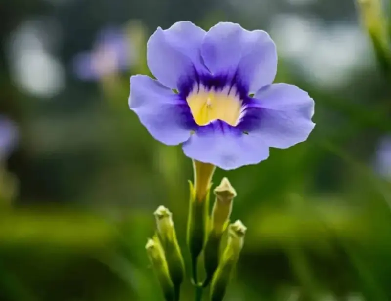 Purple Flower With Buds
