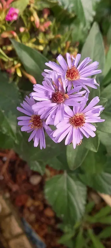 Purple Flowers And Green Leaves