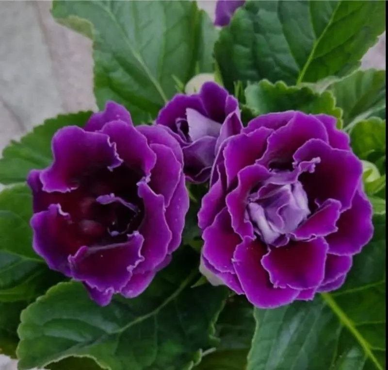 Purple Flowers And Green Leaves