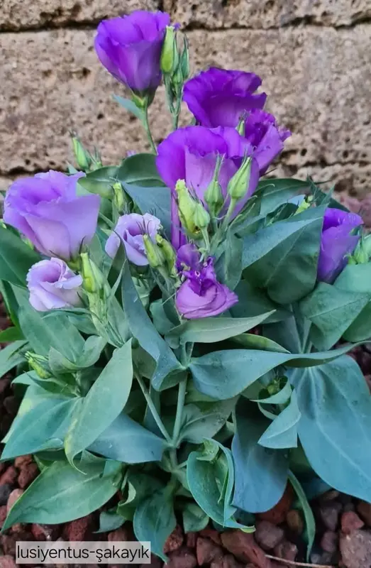 Purple Flowers Close-up View