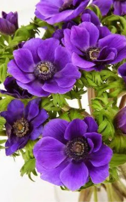 Purple Flowers Close Up