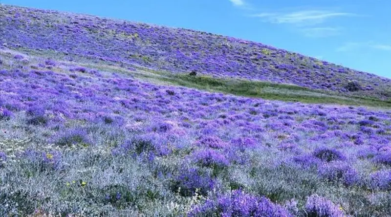 Purple Flowers Covering Hillside