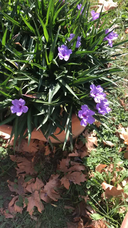 Purple Flowers, Green Leaves