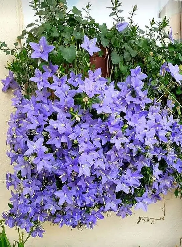 Purple Flowers Hanging Arrangement