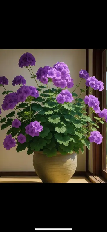 Purple Flowers In A Pot
