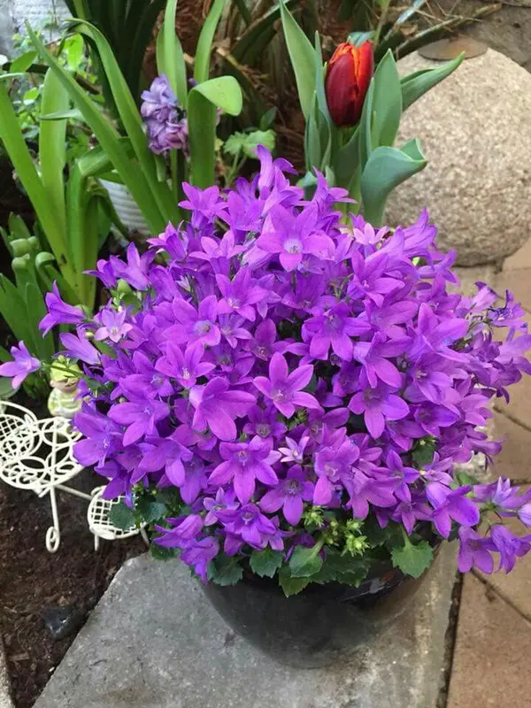 Purple Flowers In A Pot