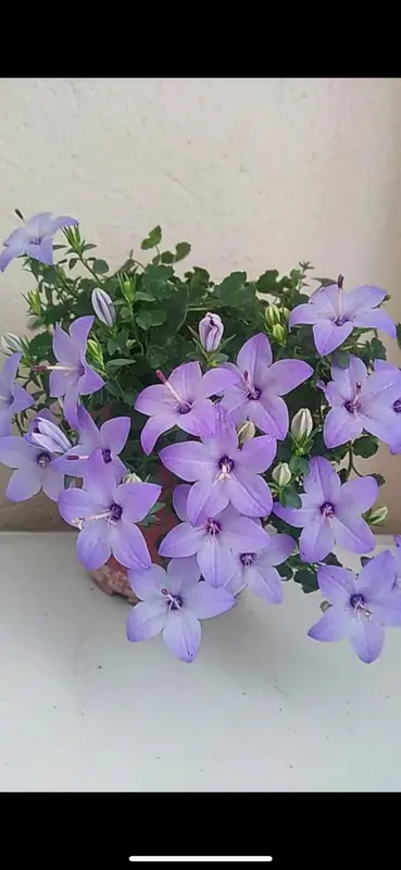 Purple Flowers In A Pot