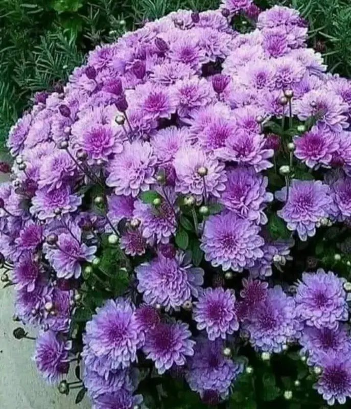 Purple Flowers In Bloom