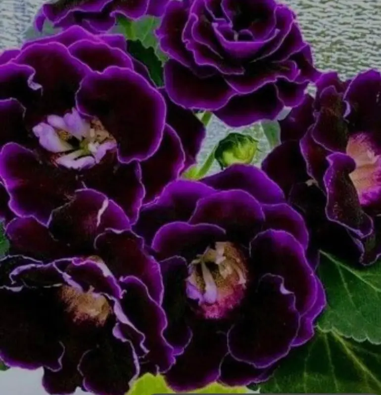 Purple Flowers In Full Bloom