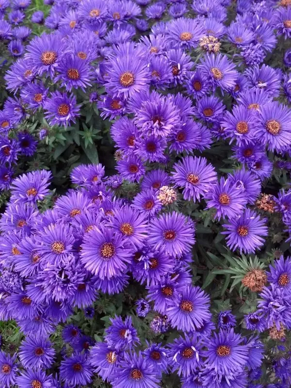 Purple Flowers In Full Bloom