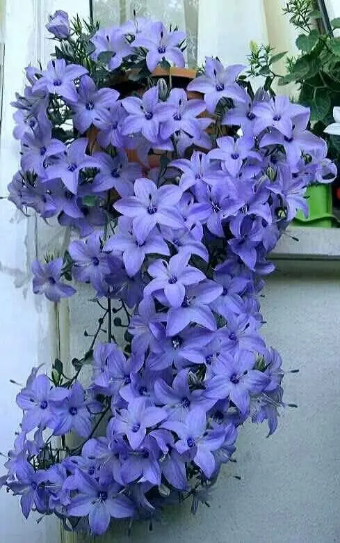 Purple Flowers In Full Bloom