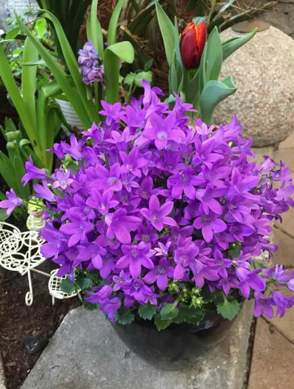 Purple Flowers In Garden