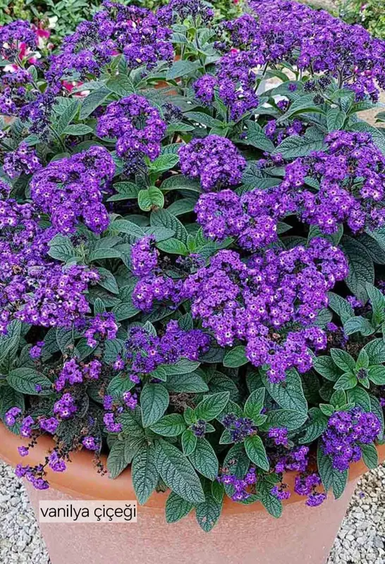 Purple Flowers In Terracotta Pot