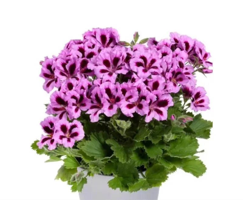 Purple Flowers In White Pot