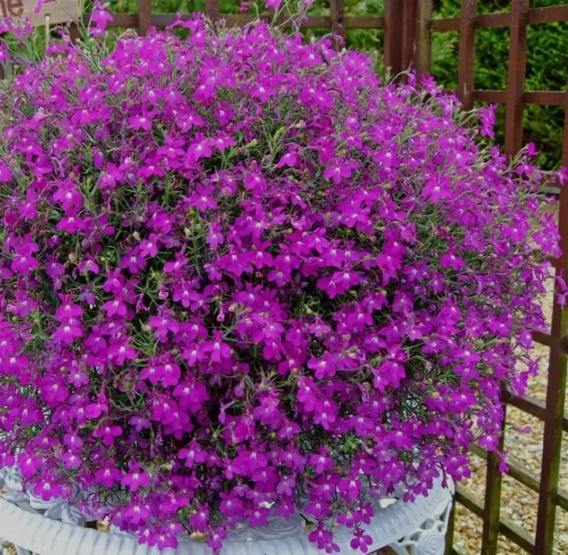 Purple Flowers In White Pot