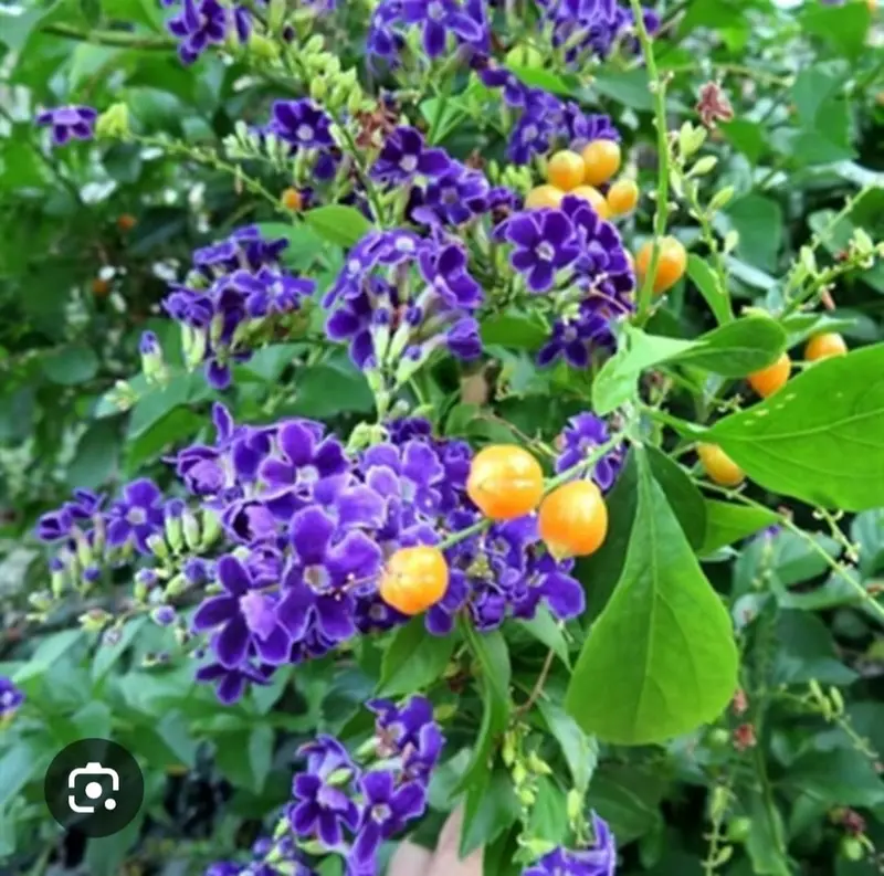 Purple Flowers Orange Berries