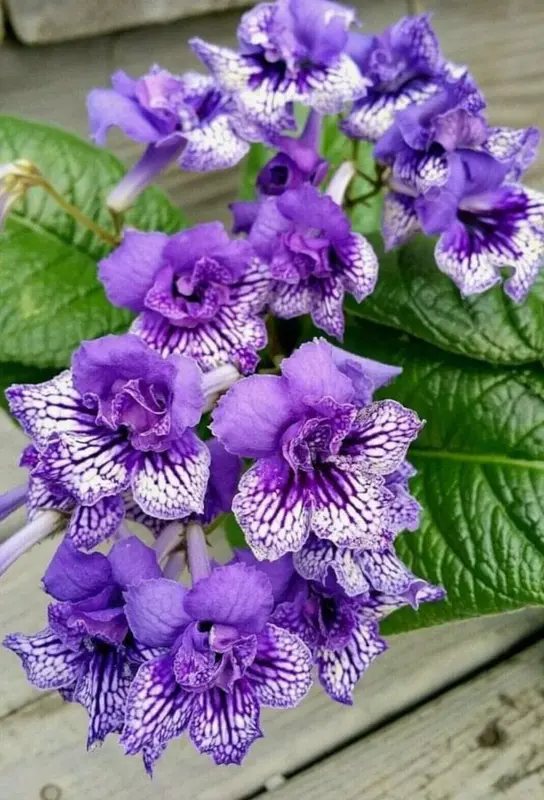 Purple Flowers With White Patterns
