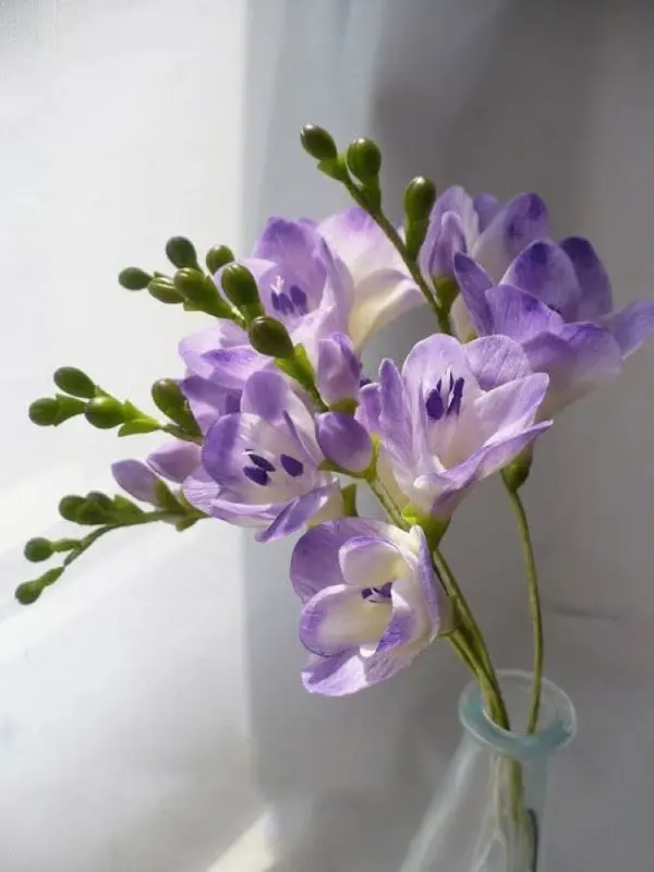 Purple Freesia Flowers In Vase