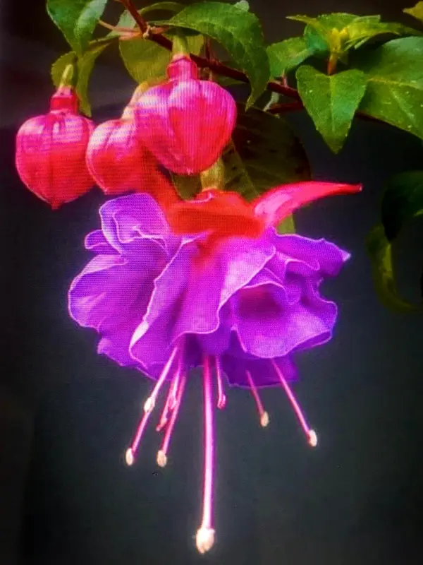 Purple Fuchsia Flower Close-up