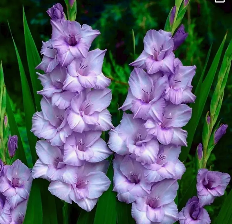 Purple Gladiolus Flowers Close Up