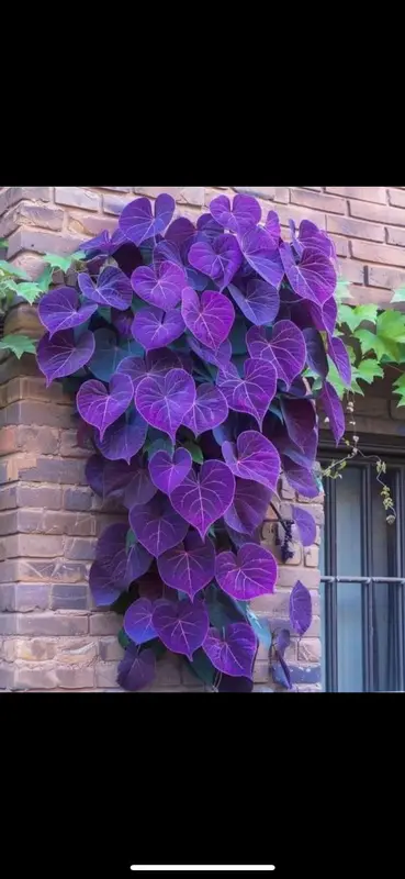 Purple Heart Vine Brick