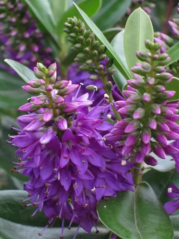 Purple Hebe Flowers Cluster