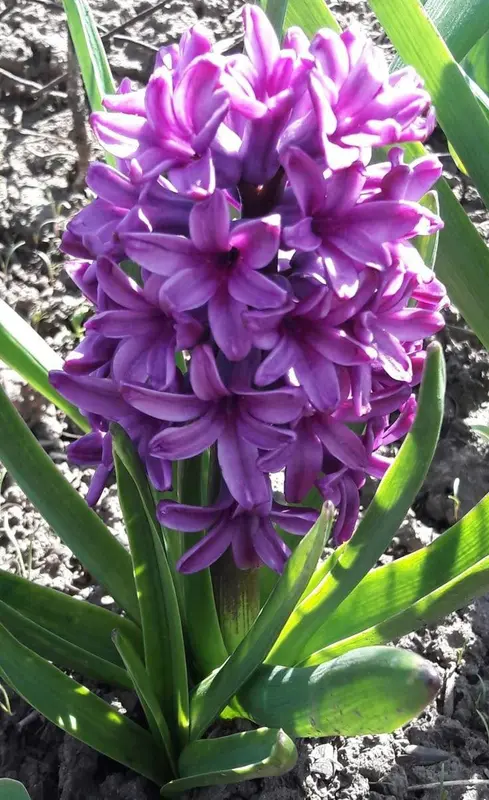 Purple Hyacinth Blooming Outdoors