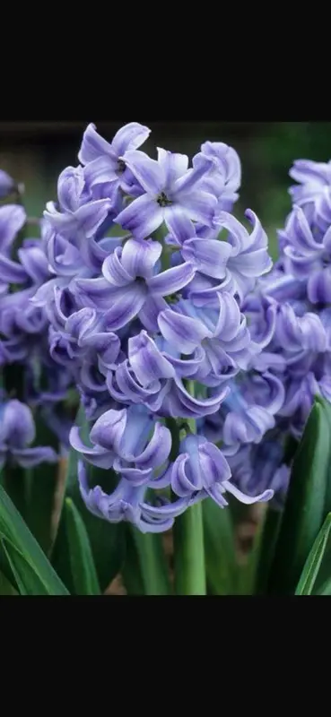 Purple Hyacinth Flower Close-up