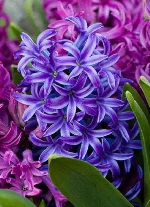 Purple Hyacinth Flower Close-up
