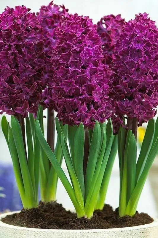 Purple Hyacinth Flowers In Pot