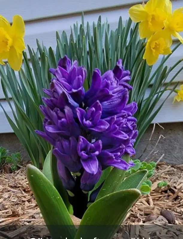 Purple Hyacinth With Daffodils