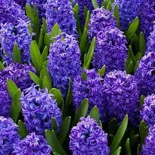 Purple Hyacinths In Bloom
