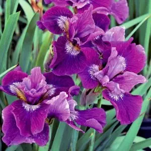 Purple Iris Blossoms Close-up