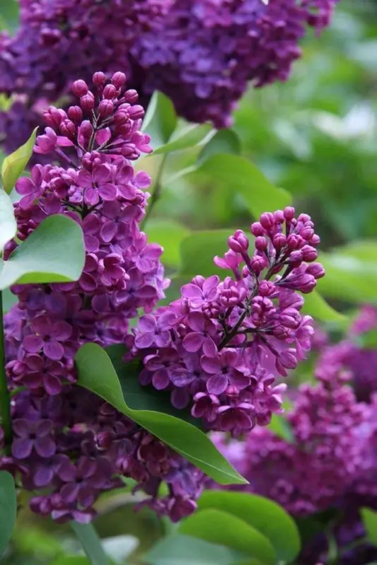 Purple Lilacs In Full Bloom