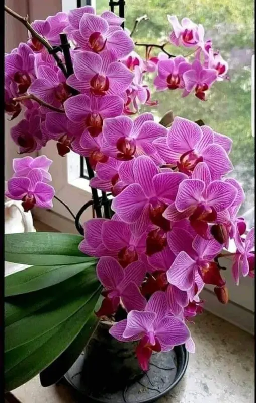 Purple Orchid Blooms Display