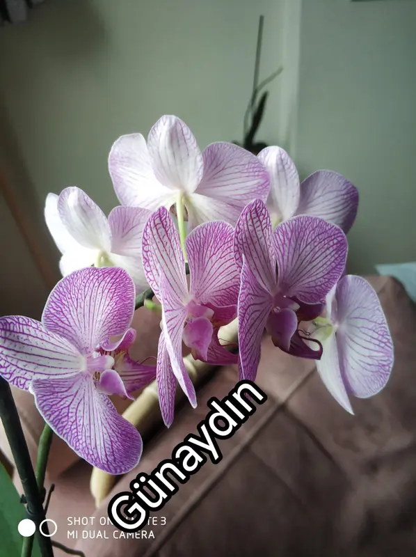 Purple Orchids, Close-up