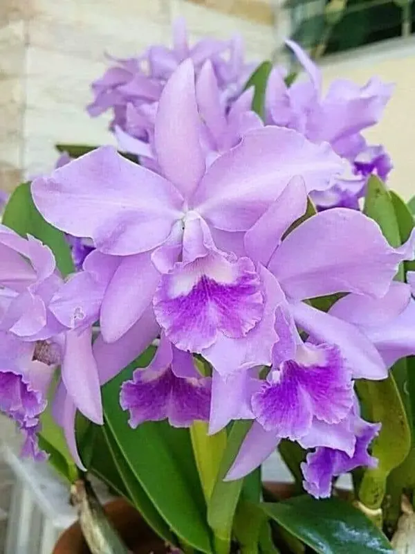 Purple Orchids In Bloom