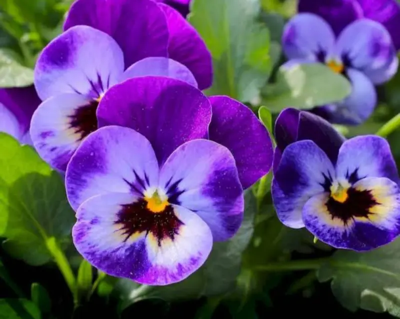 Purple Pansies Close-up Flowers