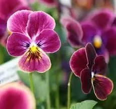 Purple Pansies Close-Up