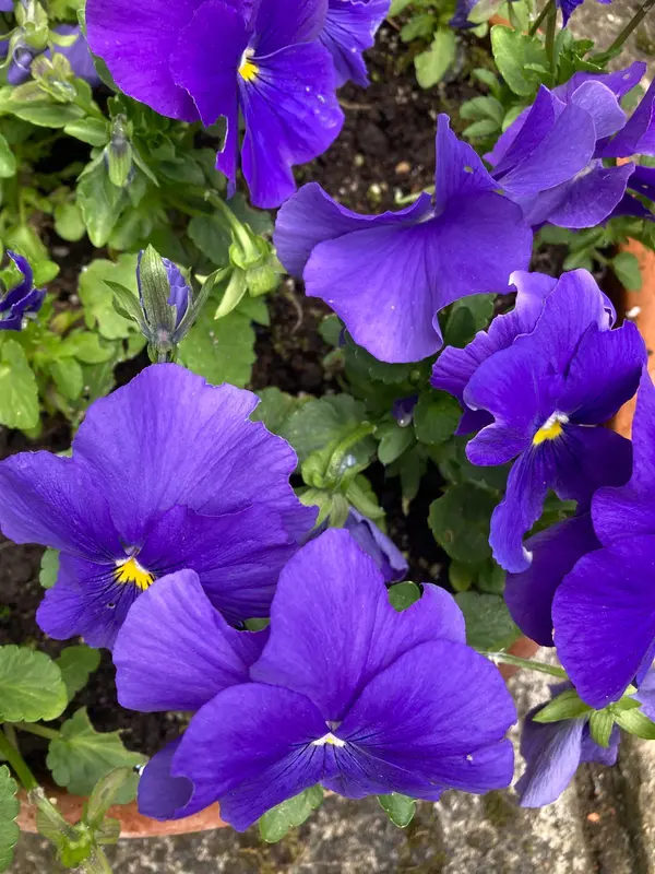 Purple Pansies In Bloom