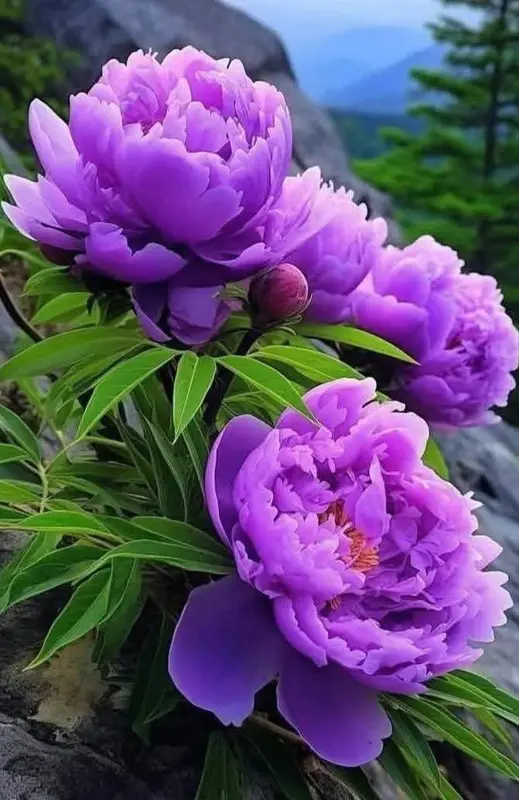 Purple Peonies On A Hillside