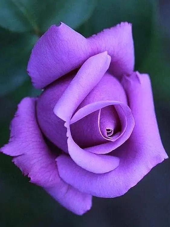 Purple Rose Close-Up Bloom