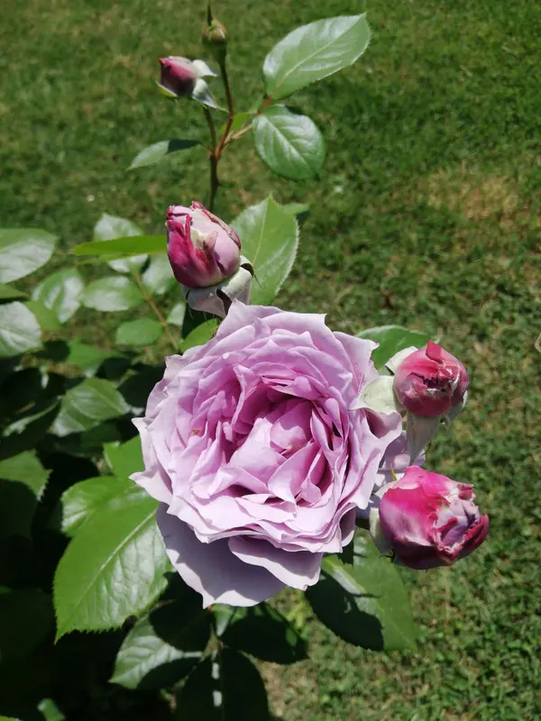 Purple Rose In Full Bloom