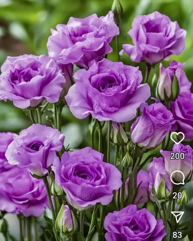 Purple Roses AI-Generated Image