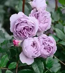 Purple Roses And Green Leaves