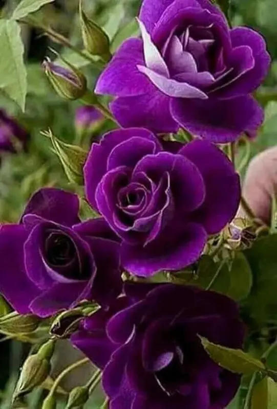 Purple Roses Bouquet